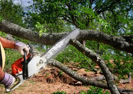 Tree and Shrub Care in Shallotte, NC